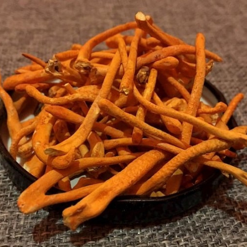 Đông Trùng Hạ Thảo Sấy Thăng Hoa Có Lợi Ích Gì